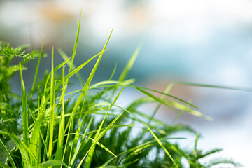 Grass green juicy and fresh texture as background