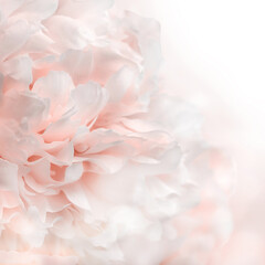 White and pink peony petals background, closeup texture of peonies