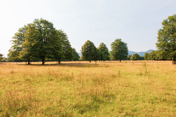 Fototapeta premium trees in the field
