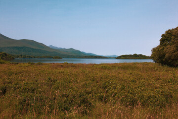 landscape with trees