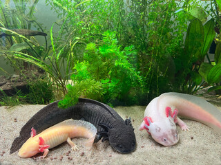 Ambystoma Mexicanum