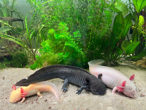 Ambystoma Mexicanum