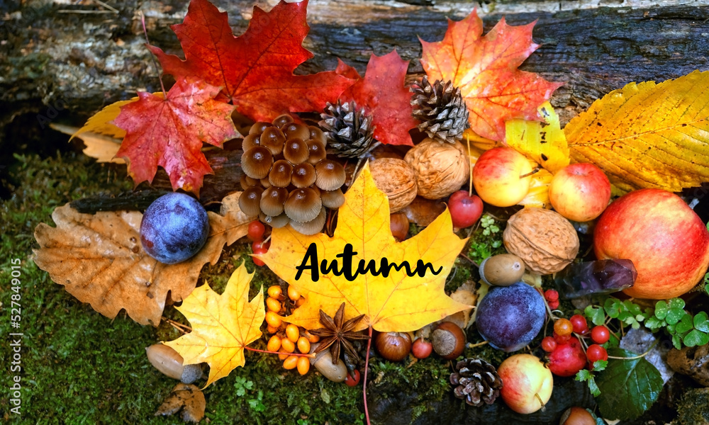 Wall mural fallen leaves, fruits, berries, mushrooms, nuts, cones close up on forest background. harvest, fall 