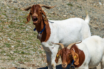Close-up of two white and brown horned mountain goats with cowbell, Carnic Alps, Feistritz an der Gail municipality, Carinthia, Carnic Alps, Austria, central Europe.