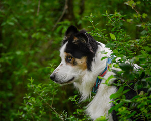 chien