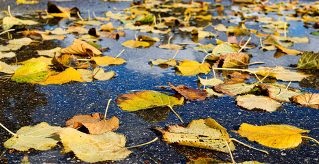 Fallen yellow autumn leaves on the water on the road