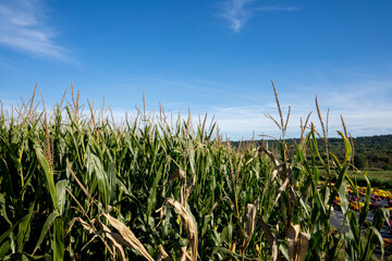 Cornfield