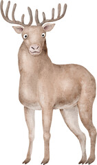 Deer animal illustration png