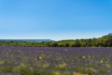 beautiful lavender field in summertime