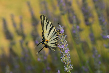 Scarce swallowtail on a lavender blossom