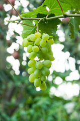 Grono of green grapes in the vineyard. the concept of growing grapes. wine making illustration. big grapes in the garden