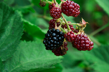 ripe blackberries in the garden. dark sweet berries in the forest. the concept of growing blackberries. raspberry cumberland on a plantation