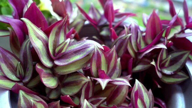Tradescantia motley multicolor. Home flower with purple leaves. Grade Leonora blossfeldiana zebrina.