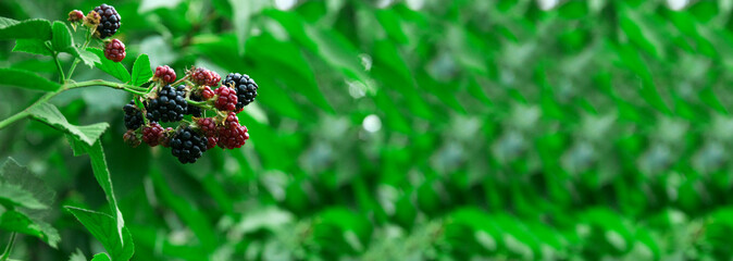 ripe blackberries in the garden. dark sweet berries in the forest. the concept of growing blackberries. raspberry cumberland on a plantation - obrazy, fototapety, plakaty