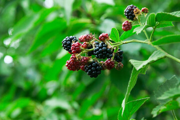 ripe blackberries in the garden. dark sweet berries in the forest. the concept of growing blackberries. raspberry cumberland on a plantation