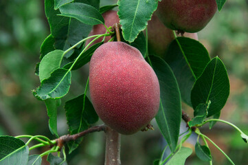 red pears on a branch in the garden. sweet fruits on the tree. the concept of making pear jam.