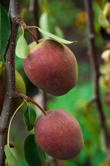 red pears on a branch in the garden. sweet fruits on the tree. the concept of making pear jam.