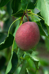 red pears on a branch in the garden. sweet fruits on the tree. the concept of making pear jam.