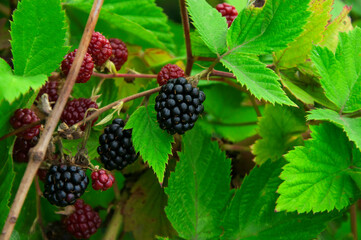 ripe blackberries in the garden. dark sweet berries in the forest. the concept of growing blackberries. raspberry cumberland on a plantation