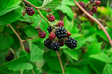 ripe blackberries in the garden. dark sweet berries in the forest. the concept of growing...