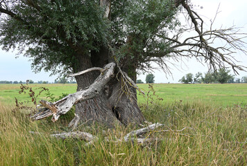 Halb vertrockneter uralter Weidenbaum in der Elbaue bei Magdeburg