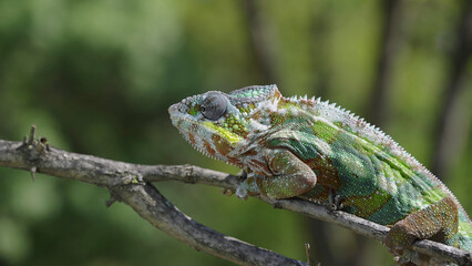 Chameleon sits on a tree branch and looks around. Panther chameleon (Furcifer pardalis). Close-up