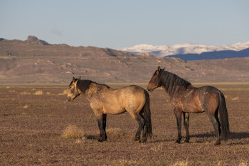 Wild Horses in the Utah Desert in Springtime