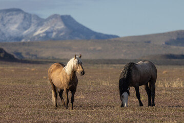 Wild Horses in the Utah Desert in Springtime