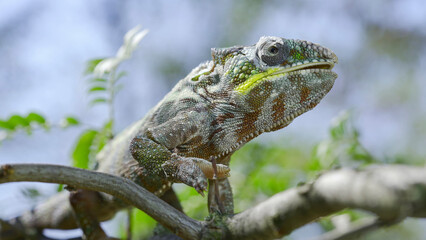 Close up of Сhameleon sits on a tree branch, licks his lips and looks around during molting. Panther chameleon (Furcifer pardalis).