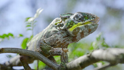 Close up of Сhameleon sits on a tree branch, licks his lips and looks around during molting. Panther chameleon (Furcifer pardalis).