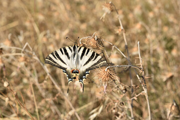 Scarce swallowtail butterfly in dried environment in summer