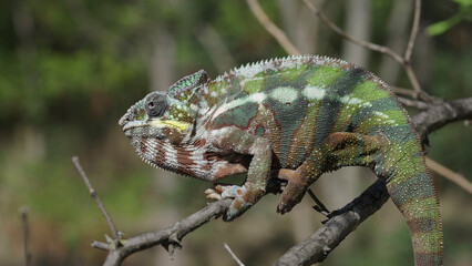 Close up of Chameleon sits on a tree branch and looks around. Panther chameleon (Furcifer pardalis)