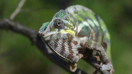 Сhameleon sits on a tree branch, licks his lips and looks around. Panther chameleon (Furcifer pardalis). Front side, Close-up