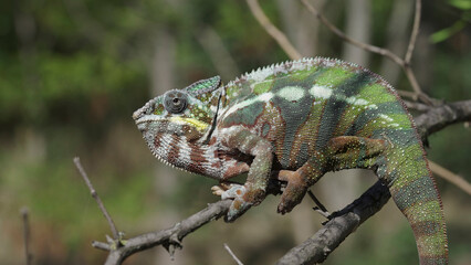 Close up of Chameleon sits on a tree branch and looks around. Panther chameleon (Furcifer pardalis)