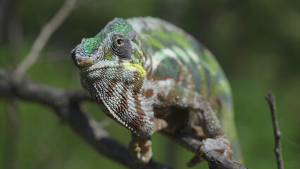 Сhameleon sits on a tree branch, licks his lips and looks around. Panther chameleon (Furcifer pardalis). Front side, Close-up