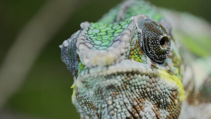 Closeup frontal portrait of Chameleon rolls his eyes and looks around during molting. Panther chameleon (Furcifer pardalis)
