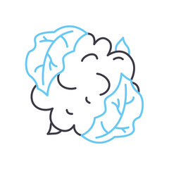 cauliflower line icon, outline symbol, vector illustration, concept sign