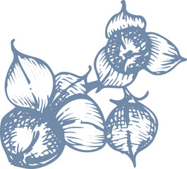 Winter plants twigs, berries, and leaves of plant Christmas theme Hand-drawn vintage sketch botanical illustration. Engraving style. Flat color PNG illustration