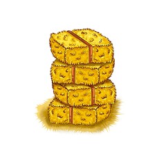 Hay in bales insulated on a white background