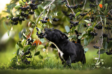 funne staffordshire bull terrier puppy eating berries in the garden