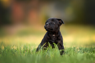 staffordshire bull terrier puppy sitting on grass, close up portrait