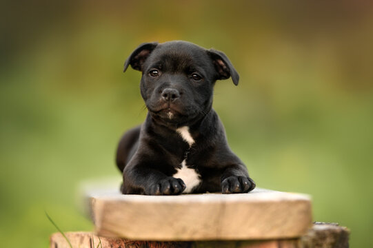 staffordshire bull terrier puppy lying down outdoors, close up portrait in summer
