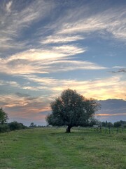 Rare Elaeagnus tree in the European steppes