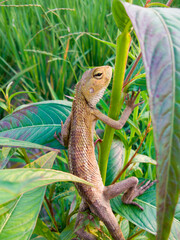 lizard on a tree