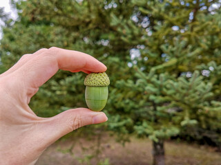 green acorn in women's hands on the background of oak