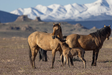 Wild Horses in the Utah Desert in Springtime
