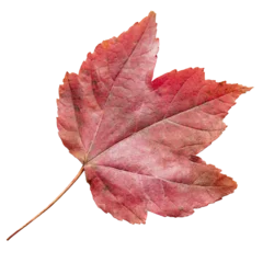 Fototapete Wasserfälle Red fall leaf png  © IlzeLuceroPhoto