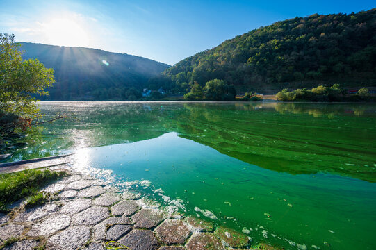 Blue-green algae or cyanobacteria completely cover the Mosel river