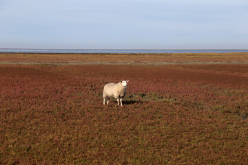 Schafe an der Nordsee auf einem Feld von Roten Queller