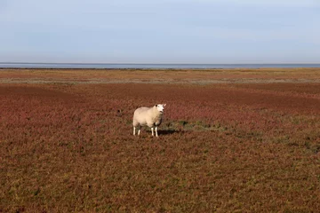 Keuken foto achterwand Donkerbruin Schafe an der Nordsee auf einem Feld von Roten Queller